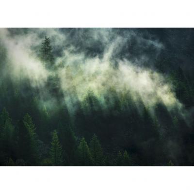 Ködös fenyőerdőt ábrázoló tapéta, 350x250 cm, fenyőzöld - NATURE SAUVAGE - Butopêa
